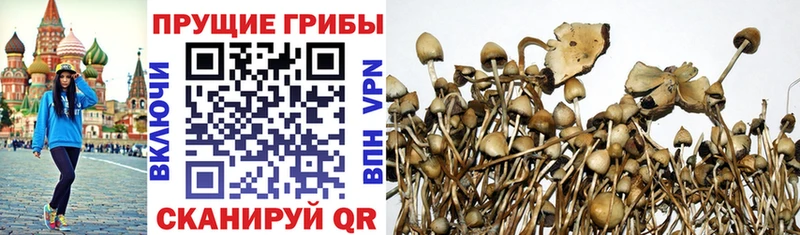Псилоцибиновые грибы Psilocybe  Сковородино 
